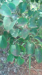 Image result for Maprounea