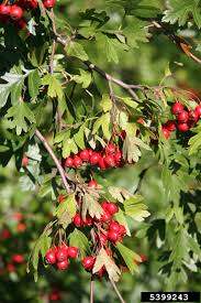 It is now promoted for these uses as well as for anxiety, high or low blood pressure, and other conditions. English Hawthorn Crataegus Monogyna Weedwise Program