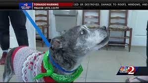 Hire orlando home pet sitting. Silver Paws Program Covers Cost Of Pet Adoption For Seniors