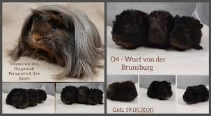 Gemäß zuchtstandart hat ein peruaner zudem zwei hinterrosetten, die ca. Wer Wir Sind Peruanervonderbrunsburgs Webseite