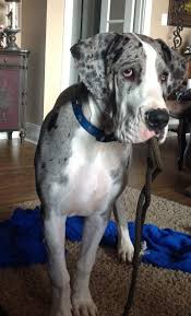 Great Dane Patient And Friendly Dane Dog Dane Puppies Great Dane Puppy