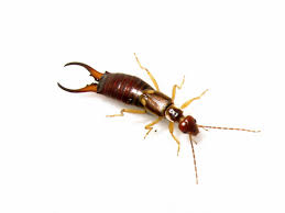 Earwig Bites: 6 Common Symptoms, 5 Treatment Steps & 6 Useful ...