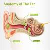 The three auditory ossicles are located in the middle ear. 1