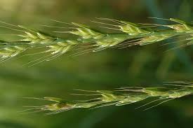 Image result for Lolium