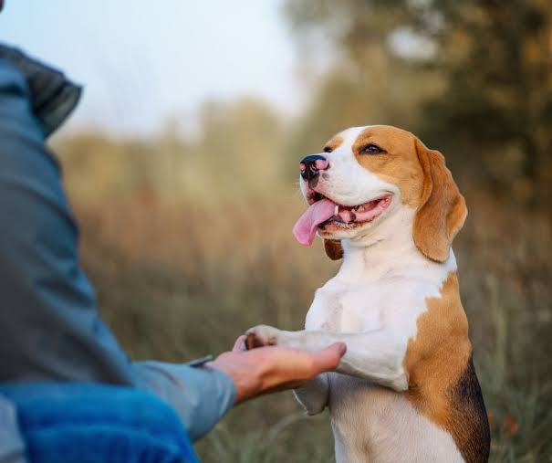 Maestría Internacional en Adiestramiento y Conducta Canina