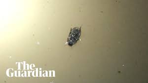 House bug small brown bug in house tiny brown bugs in. Hibu2kyxkbt02m