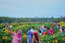 Bunga matahari atau nama saintifiknya helianthus annus tergolong dalam famili compositae. Kebun Bunga Matahari Di Jogja Ini Sedang Viral Spot Selfie Baru Nih