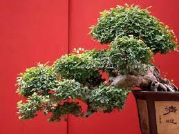 Jul 31, 2020 · kellogg garden organics fruit tree fertilizer provides just the boost your fruit and nut trees need to deliver what you expect. How To Keep Pets Safe Around Bonsai Hidden Danger To Health Bonsai Starter