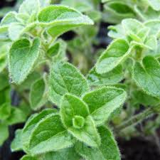 We did not find results for: Plantes Comestibles Municipalite De Saint Hippolyte