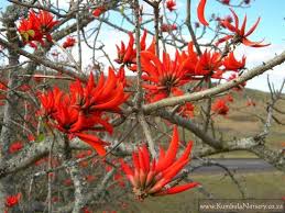 Image result for Erythrina sacleuxii