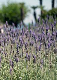 Lavendel richtig schneiden die besten tipps zur pflege. Lavendel Pflanzen Pflegen Verme Freudengarten