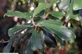 Image result for Ficus craterostoma