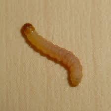 Sie sind nicht mehr gut. Kleine Wurmer In Kuche Flur Schrank Geringe Tiefe Kleiderschrank 2turen Schrank