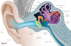 anatomy of the ear inner ear middle ear outer ear