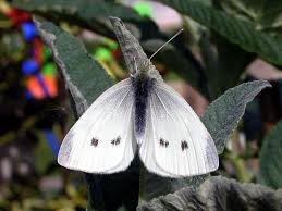 Identification of the small white butterfly, caterpillar, egg and chrysalis with information on its life cycle and how to prevent the caterpillars from eating brassica vegetables. Uk Butterflies Small White Pieris Rapae