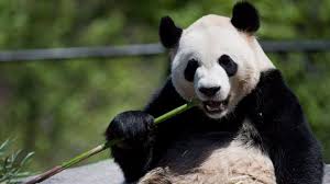 Toronto zoo keepers made giant panda da mao a snowman for enrichment! Giant Pandas On Loan From China Set To Move From Toronto To Calgary Cp24 Com