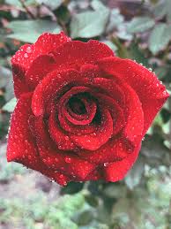 Check spelling or type a new query. 100 Rose Flower Pictures Download Free Images On Unsplash