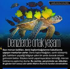 Esra Toprak Adli Kullanicinin Allah Mukemmel Yaratiyor Panosundaki Pin Tirlar Mercan Ilham