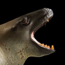 Leopard Seal National Geographic