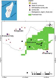 Image result for Astropanax myrianthus