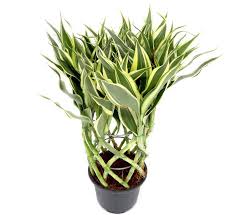 Image result for Dracaena sanderiana