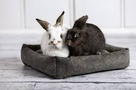 Bed With Removable Cushion for Rabbits, Ferrets, Guinea Pigs