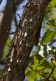 Image result for Markhamia zanzibarica