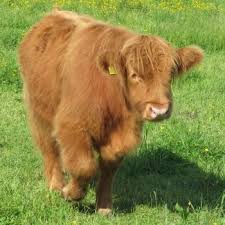 Do female highland cows have horns. Highland Cow Facts The Doodales At Barr Farm Old Malton