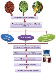 frontiers a comparative method for protein extraction and