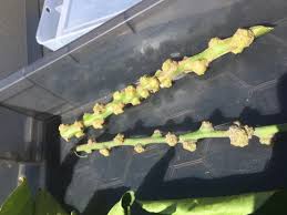 Image result for Sphaeropsis tumefaciens oleander symptoms