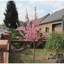 Image result for mandloň trojlaločná