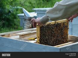 In texas, only licensed pest control companies can charge to remove honeybees. Frames Bee Hive Image Photo Free Trial Bigstock