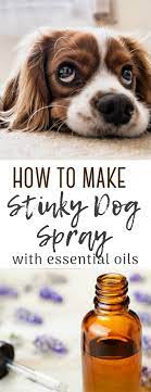 Stinky Dog Spray Using Essential Oils The Centsable Shoppin