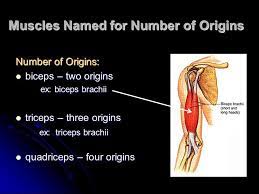 Many muscles are named according to their shape. Characteristics Used To Name Skeletal Muscles Ppt Video Online Download