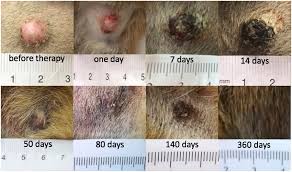 Image result for mastocytoma in dogs