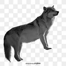 Try to search more transparent images related to wolves png |. Wolf Png Images Vector And Psd Files Free Download On Pngtree