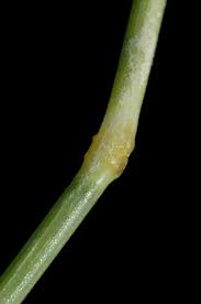 Image result for Sporobolus spicatus