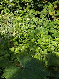 Image result for Embelia multiflora