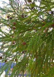 Information and translations of sicheltanne in the most comprehensive dictionary definitions resource on the web. Neuheiten 2021 Sugi Cedar Japanische Sicheltanne