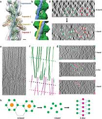 This is an online quiz called sarcomere quiz. Molecular Plasticity Of The Native Mouse Skeletal Sarcomere Revealed By Cryo Et Biorxiv