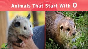 Without it, you will not be able to say words properly even if you know how to write those words. Animals That Start With O Listed With Pictures Facts Az Animals