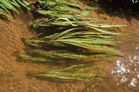 Image result for Vallisneria