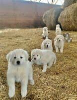 Why buy a maremma sheepdog puppy for sale if you can adopt and save a life? Maremma Adopt Dogs Puppies Locally In Canada Kijiji Classifieds