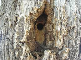 The tree is alive, and they do not want it damaged. Carpenter Bees Bees Repellent Guide