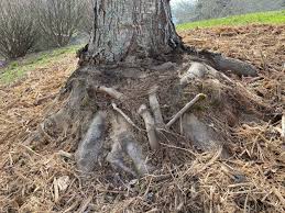 This can happen above ground, meaning the encircled roots are visible. Seven Red Maples How We Very Slowly Bring Misplanted Trees Back To Health Or Why Planting Trees Correctly Is Worth It Smartfellertreeworks