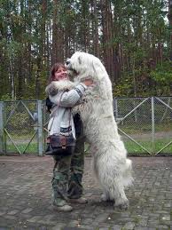 For The Love Of The Dog Pinvolve Huge Dogs Big Dogs Giant Dogs