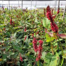 Image result for Persicaria