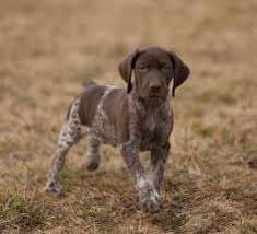 There are 5103 german shorthaired pointer for sale on etsy, and they cost $23.39 on average. German Shorthaired Pointer Puppies For Sale Lancaster Puppies Pointer Puppies German Shorthaired Pointer German Shepherd Puppies