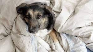Es wird empfohlen, folgende empfehlungen zu berücksichtigen: Darf Der Hund Im Bett Schlafen Experte Sorgt Fur Klarheit Verbraucher
