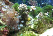 How To Get Rid Of Green Hair Algae Saltwater Reef Tank Saltwater Tank